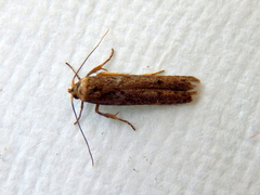 Blastobasis tanyptera