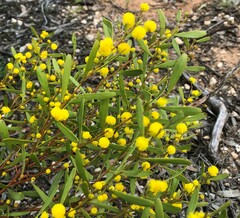 Acacia microcarpa