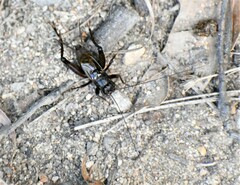 Eunemobius carolinus