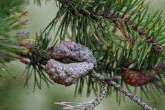 Pinus banksiana