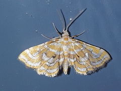 Musotiminae