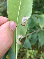 Parornix geminatella