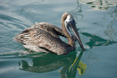 Pelecanus occidentalis
