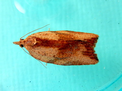 Epiphyas postvittana