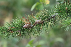 Pinus banksiana