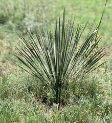Yucca campestris