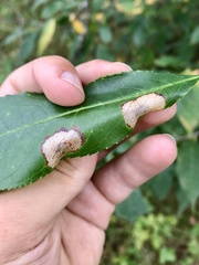 Parornix geminatella