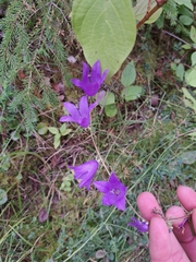 Campanula rapunculoides