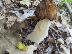 Morchella punctipes