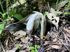 Monotropa