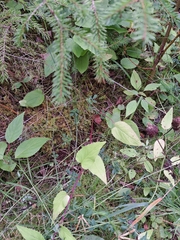 Campanula rapunculoides