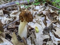 Morchella punctipes