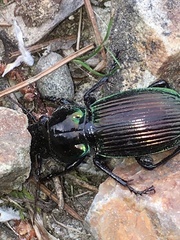 Megadromus antarcticus