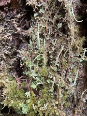 Cladonia bellidiflora