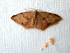 Idaea halmaea