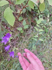 Campanula rapunculoides