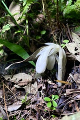 Monotropa