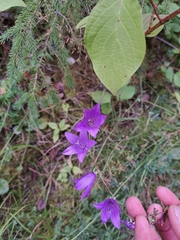 Campanula rapunculoides