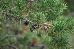 Pinus banksiana