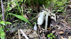Monotropa