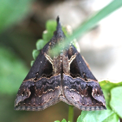 Hypena indicatalis