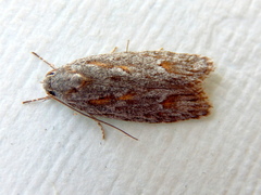 Phylomictis sarcinopa