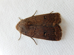 Proteuxoa hypochalchis