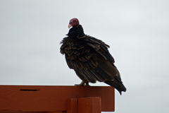 Cathartes aura