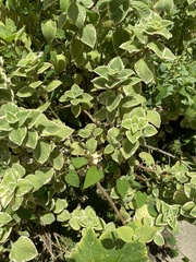 Coleus amboinicus