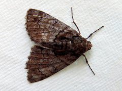 Rhuma argyraspis