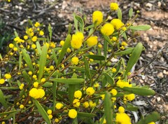 Acacia microcarpa