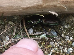 Megadromus antarcticus