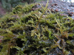 Thuidiopsis sparsa