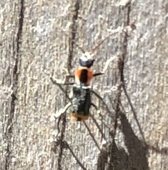 Axinotarsus pulicarius