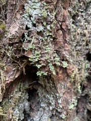 Cladonia bellidiflora
