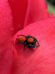 Phidippus apacheanus