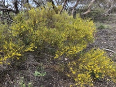Acacia microcarpa
