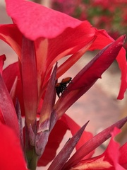 Phidippus apacheanus