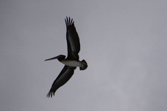 Pelecanus occidentalis