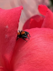Phidippus apacheanus