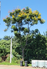 Koelreuteria paniculata