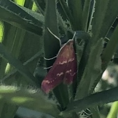 Pyrausta signatalis