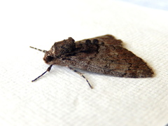 Rhuma argyraspis