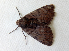 Rhuma argyraspis