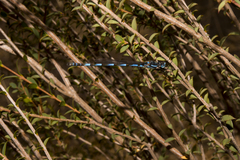 Austrolestes annulosus