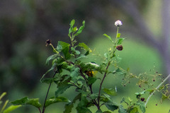 Varronia macrocephala