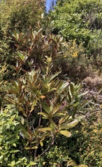 Myrsine salicina