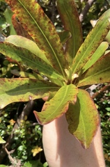 Myrsine salicina
