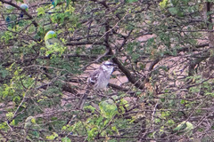 Mimus longicaudatus