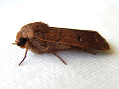 Proteuxoa hypochalchis